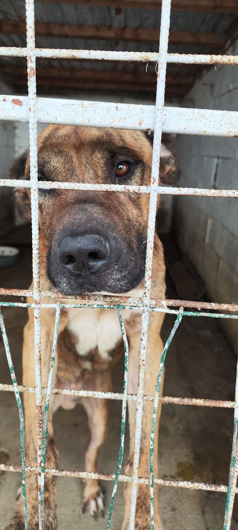 R O L L Y   ***   G E A D O P T E E R D  ***