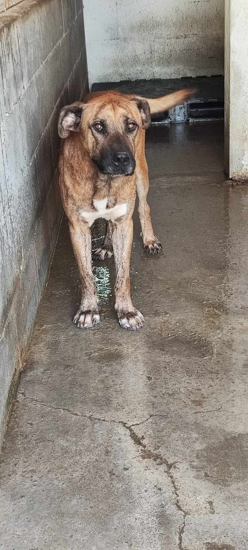 R O L L Y   ***   G E A D O P T E E R D  ***