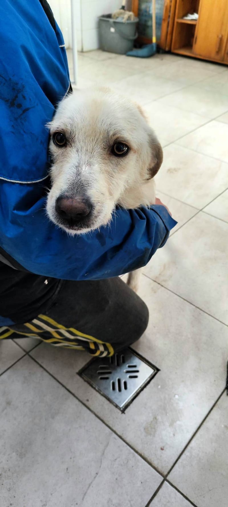 J U L L E K E   *** GEADOPTEERD IN UK ***