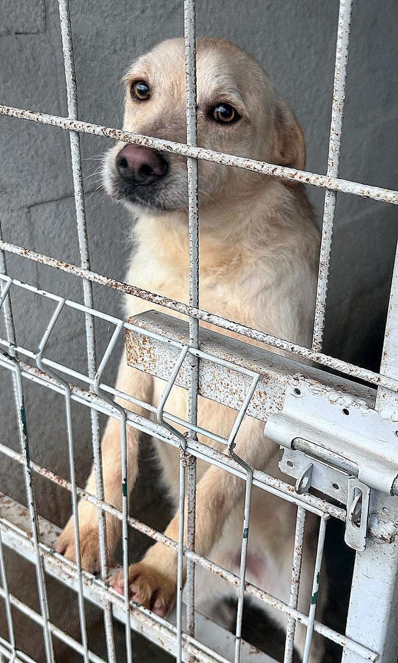 J U L L E K E   *** GEADOPTEERD IN UK ***