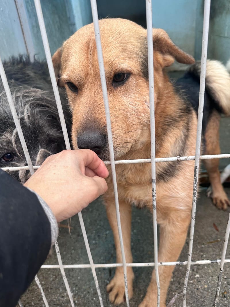 *** PRE RESERVATIE *** C A M I E L (C A M I L L E K E ) 