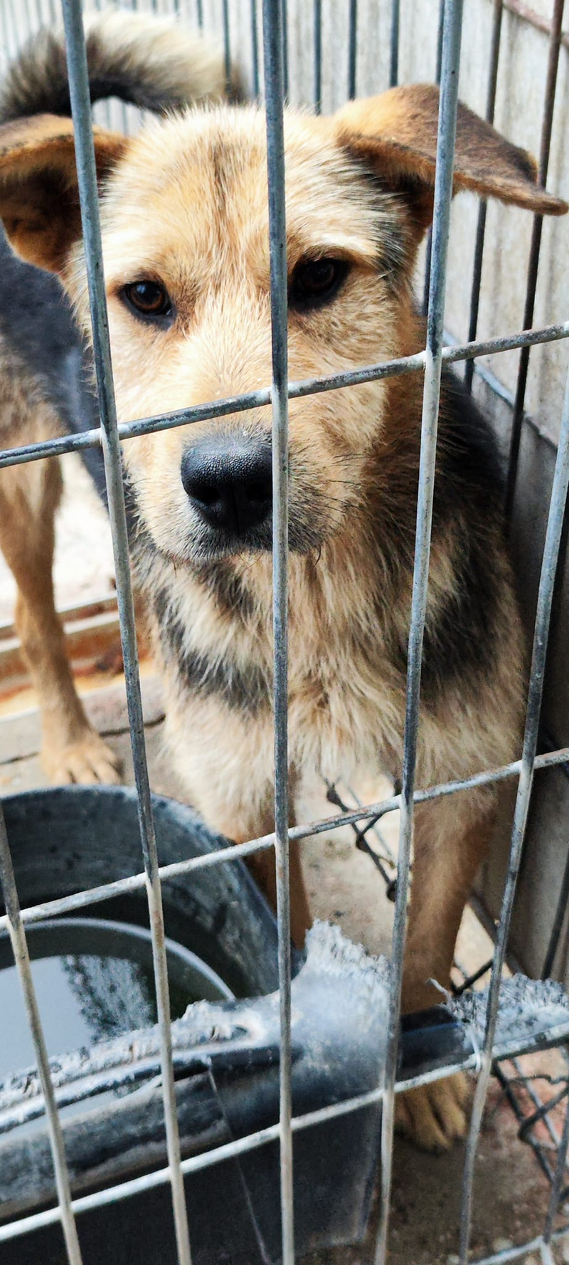 *** PRE RESERVATIE *** C A M I E L (C A M I L L E K E ) 