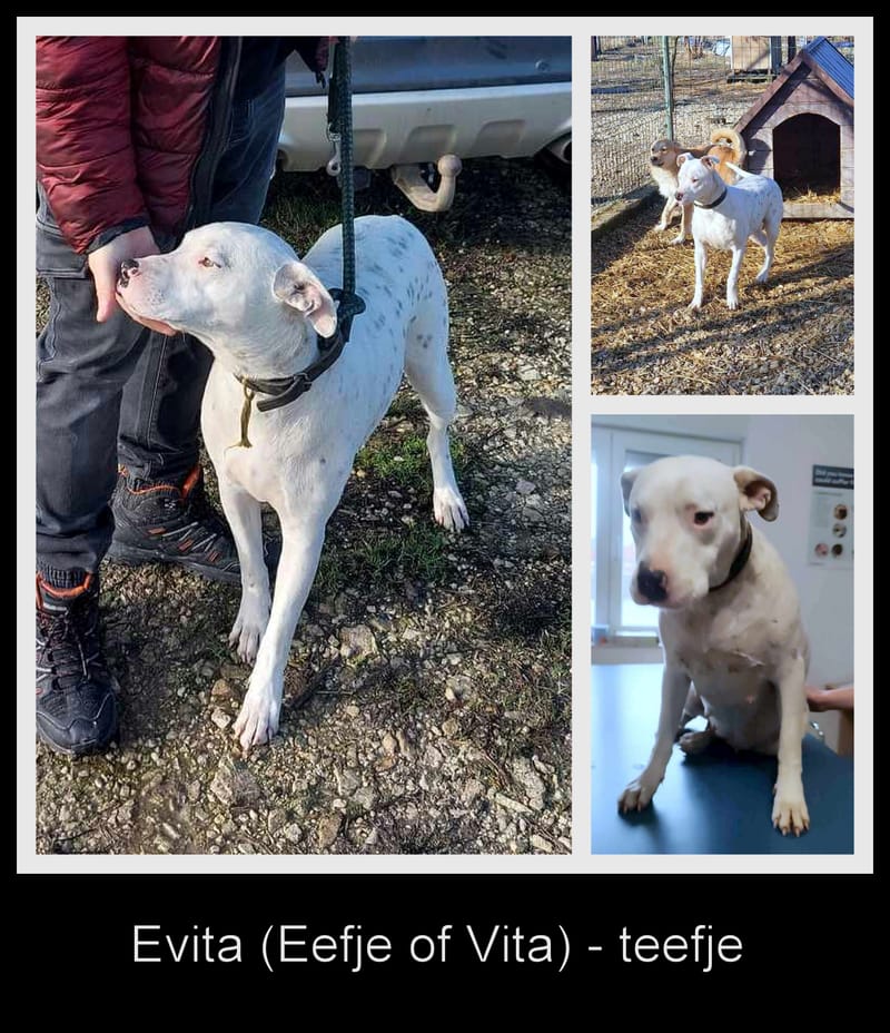E V I T A   🙏🙏DRINGEND EEN THUISJE VOOR LIEF EEFJE (EVITA) 🙏🙏 