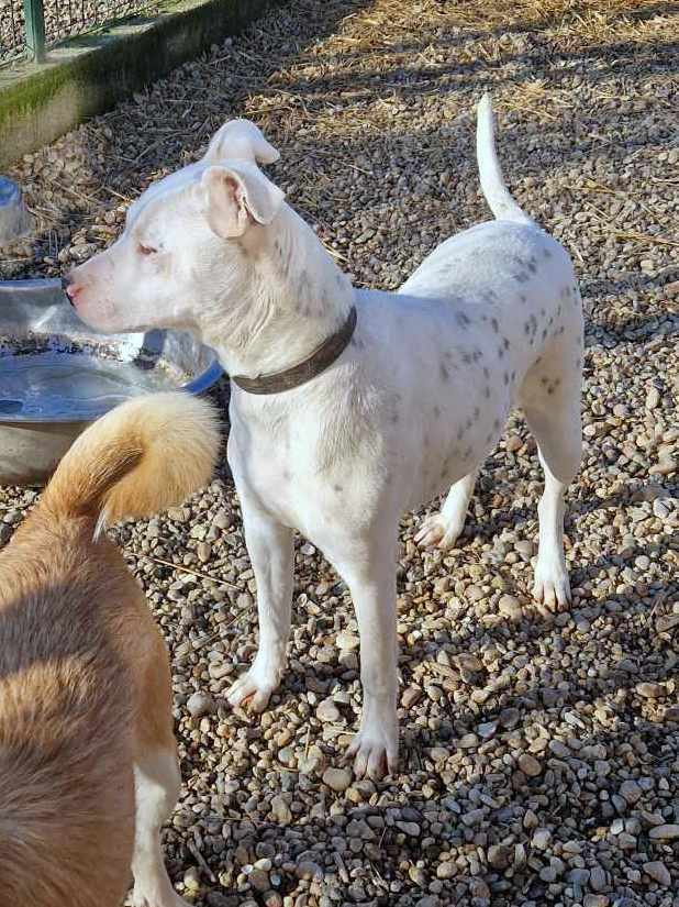 E V I T A   🙏🙏DRINGEND EEN THUISJE VOOR LIEF EEFJE (EVITA) 🙏🙏 