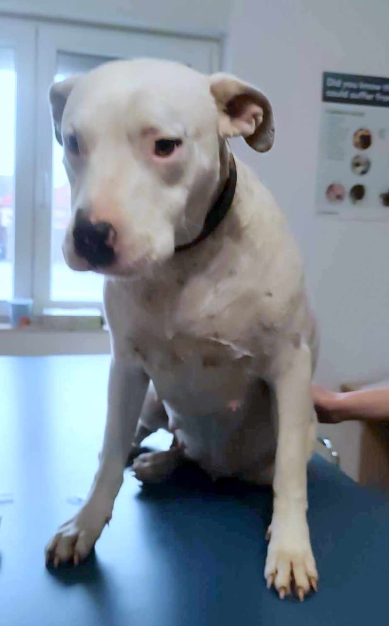 E V I T A   🙏🙏DRINGEND EEN THUISJE VOOR LIEF EEFJE (EVITA) 🙏🙏 