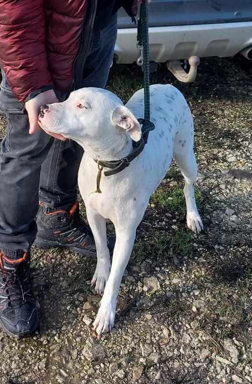 E V I T A   🙏🙏DRINGEND EEN THUISJE VOOR LIEF EEFJE (EVITA) 🙏🙏 