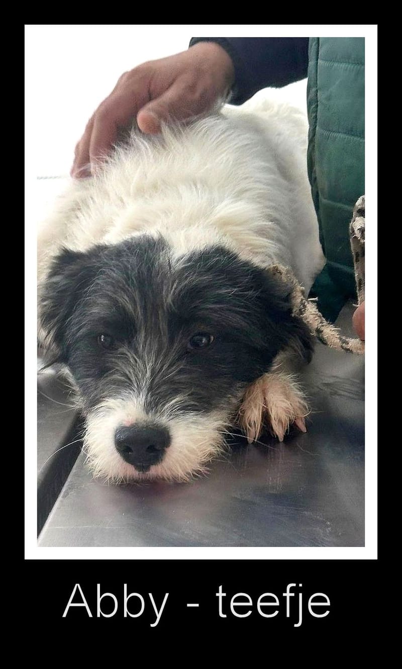 A B B Y   ***  GEADOPTEERD IN UK  ***