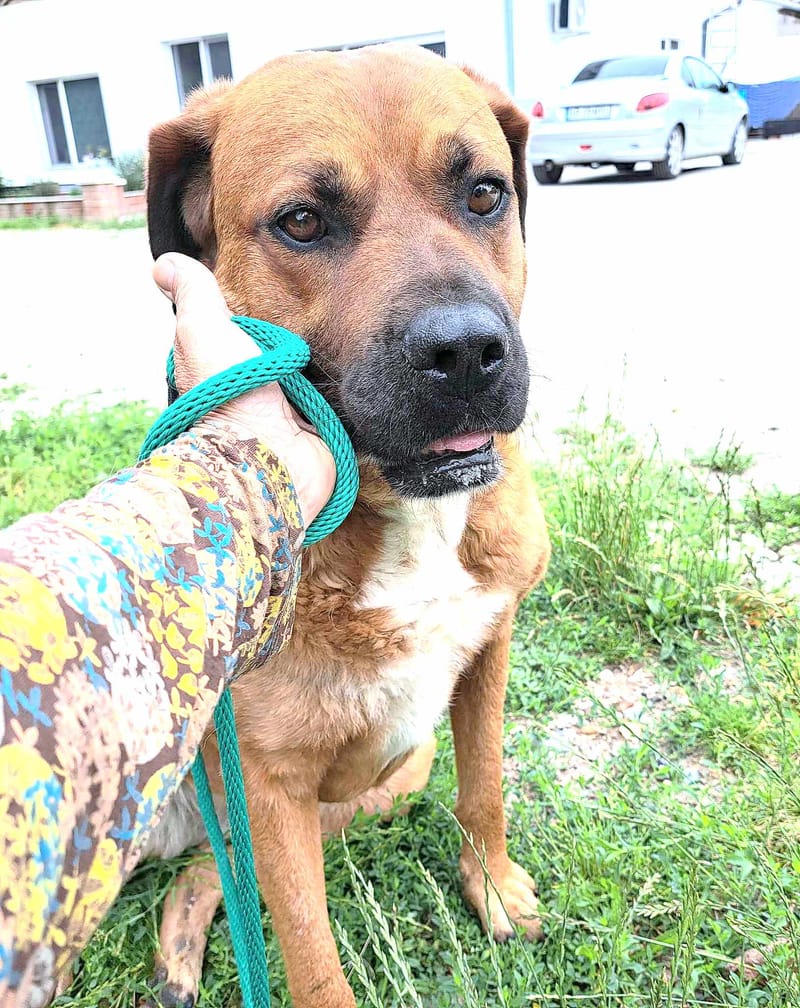 H O N E Y   ****  GEADOPTEERD ***   