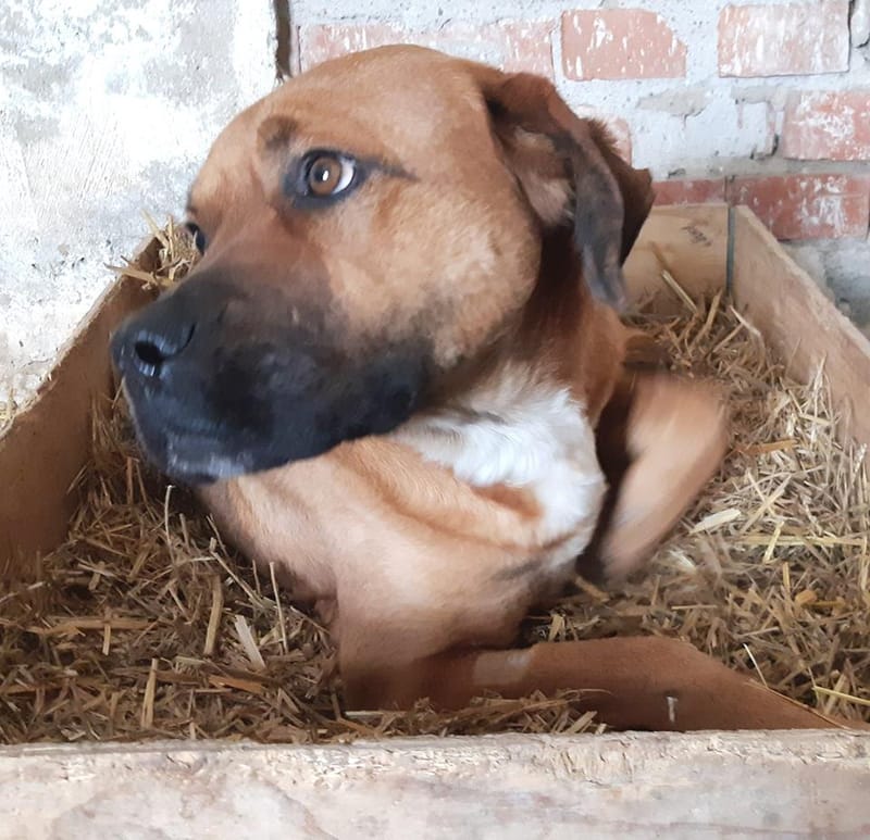 H O N E Y   ****  GEADOPTEERD ***   