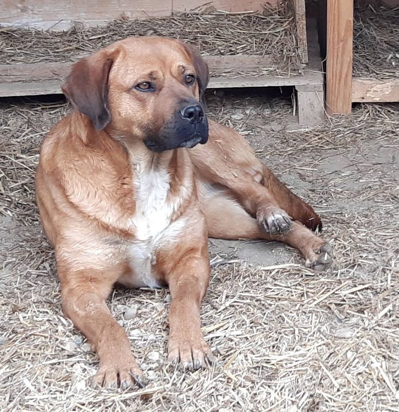 H O N E Y   ****  GEADOPTEERD ***   