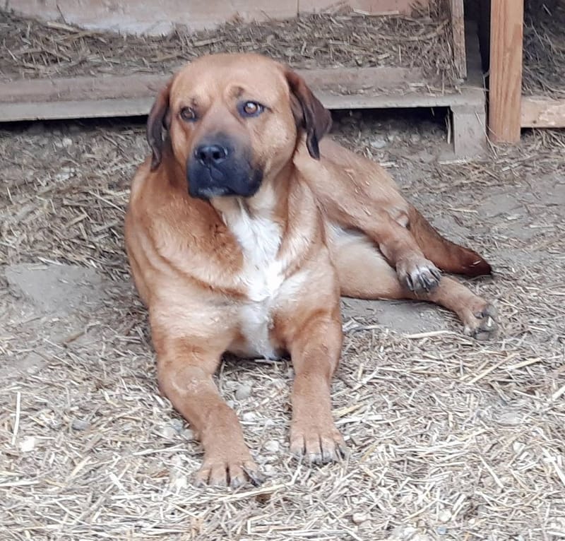 H O N E Y   ****  GEADOPTEERD ***   