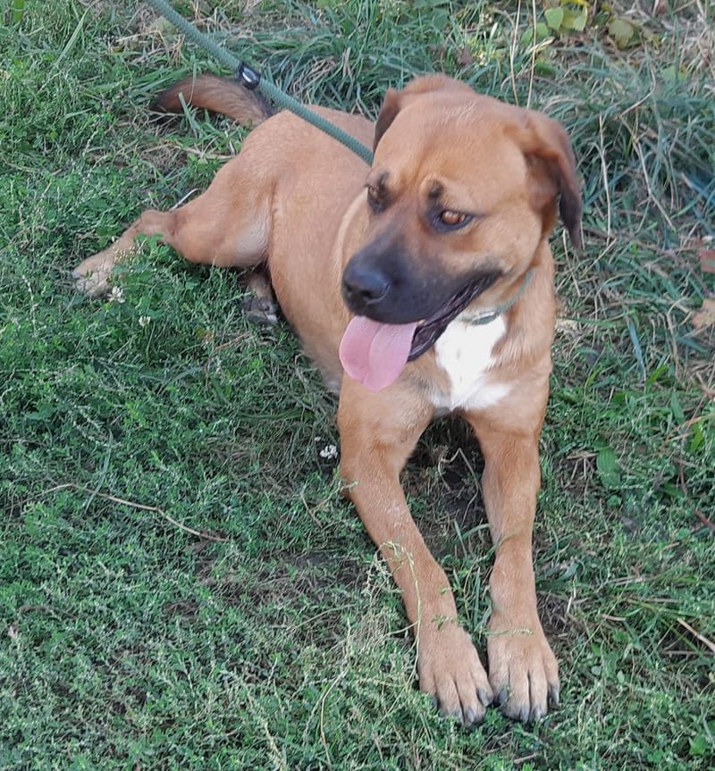 H O N E Y   ****  GEADOPTEERD ***   