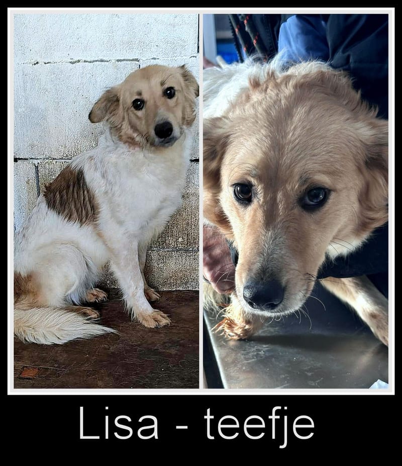 L I S A    *** G E A D O P T E E R D ***