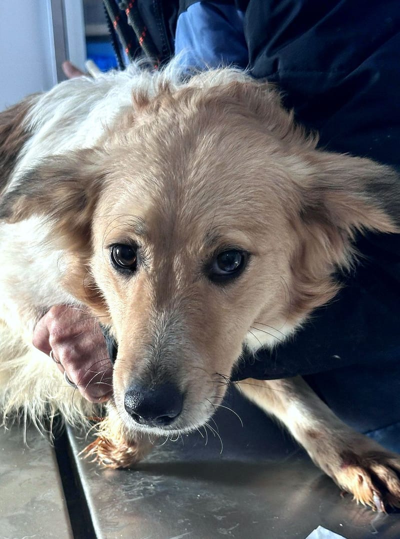 L I S A    *** G E A D O P T E E R D ***