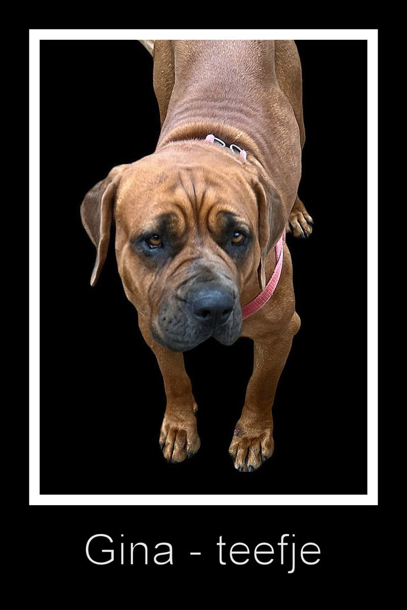 ❤ ❤ ❤ IS ER ERGENS EEN GOUDEN MAND VOOR GINA? ❤ ❤ ❤ 