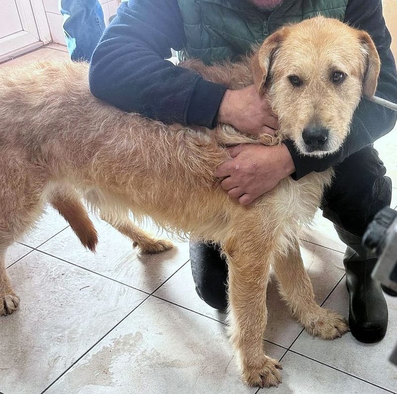 B A L O U   *** GEADOPTEERD IN UK  ***