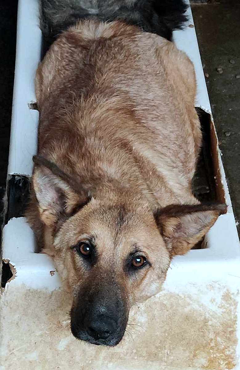 🐾✨ Ontmoet T A R A – jouw toekomstige heldin én maatje ✨🐾