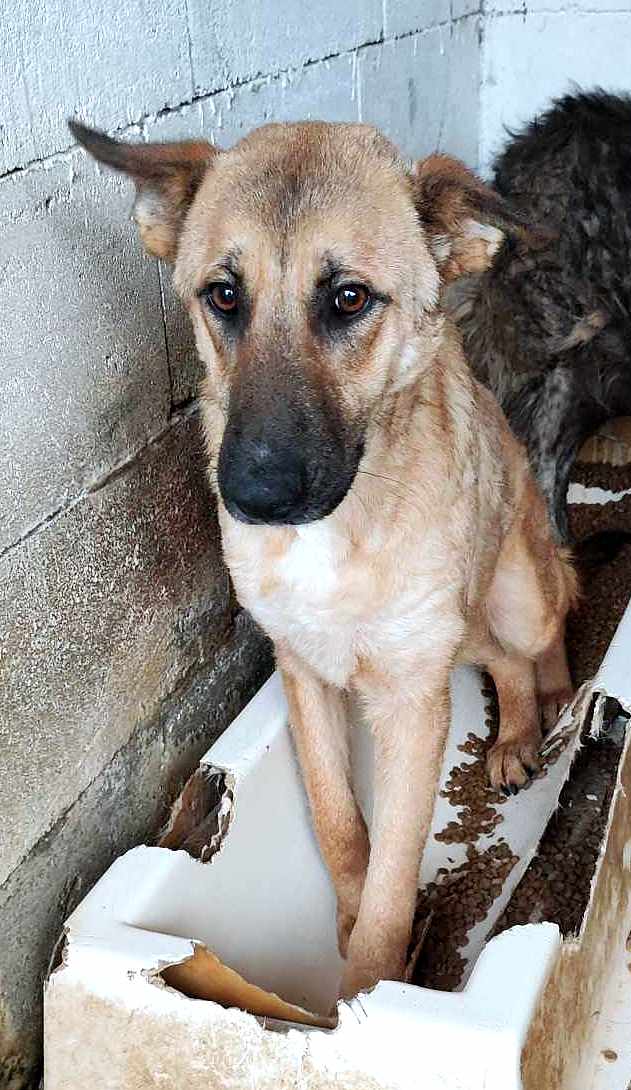🐾✨ Ontmoet T A R A – jouw toekomstige heldin én maatje ✨🐾