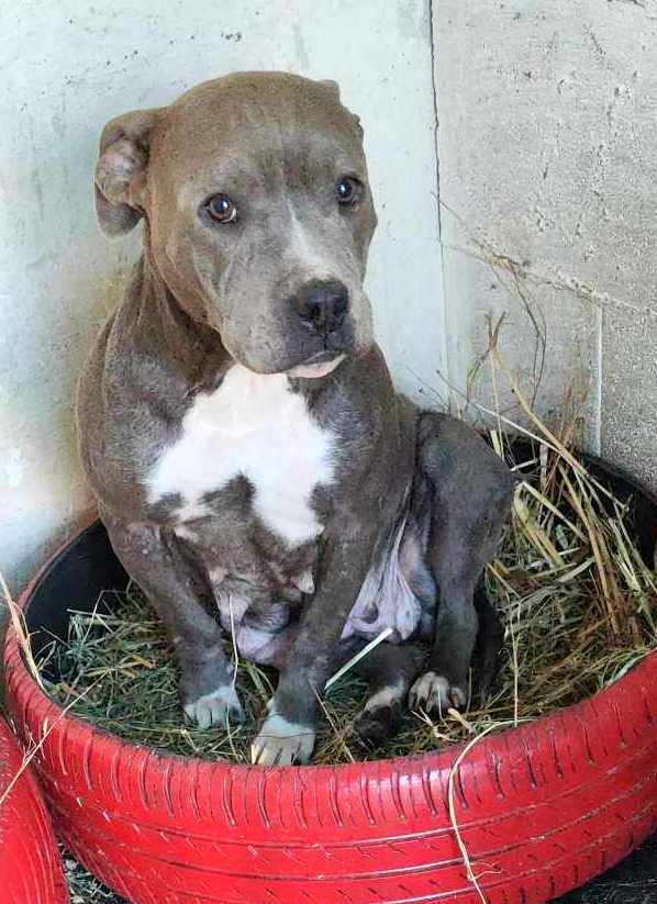 H E R A     ****   G E A D O P T E E R D   ****