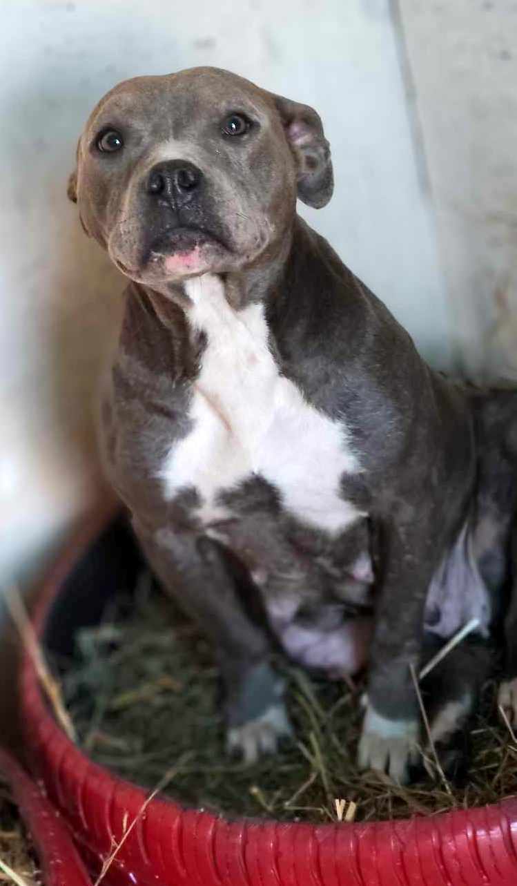 H E R A     ****   G E A D O P T E E R D   ****