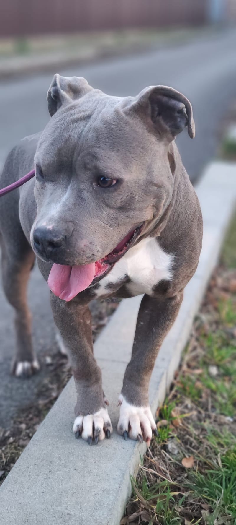 H E R A     ****   G E A D O P T E E R D   ****