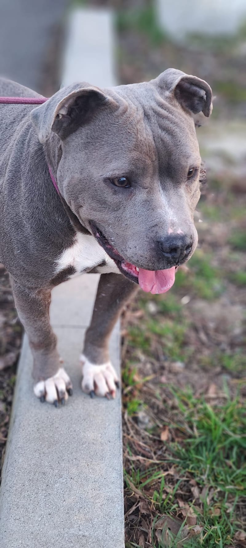 H E R A     ****   G E A D O P T E E R D   ****