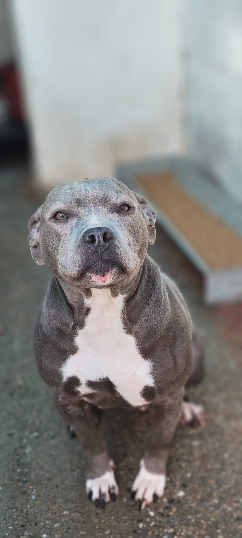 H E R A     ****   G E A D O P T E E R D   ****