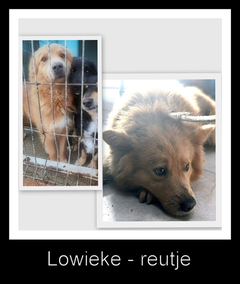 LOWIEKE *** G E A D O P T E E R D ***