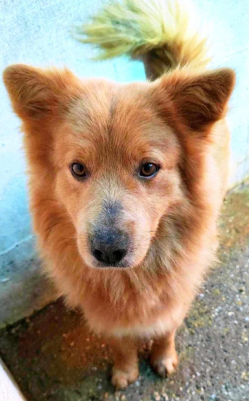 LOWIEKE *** G E A D O P T E E R D ***