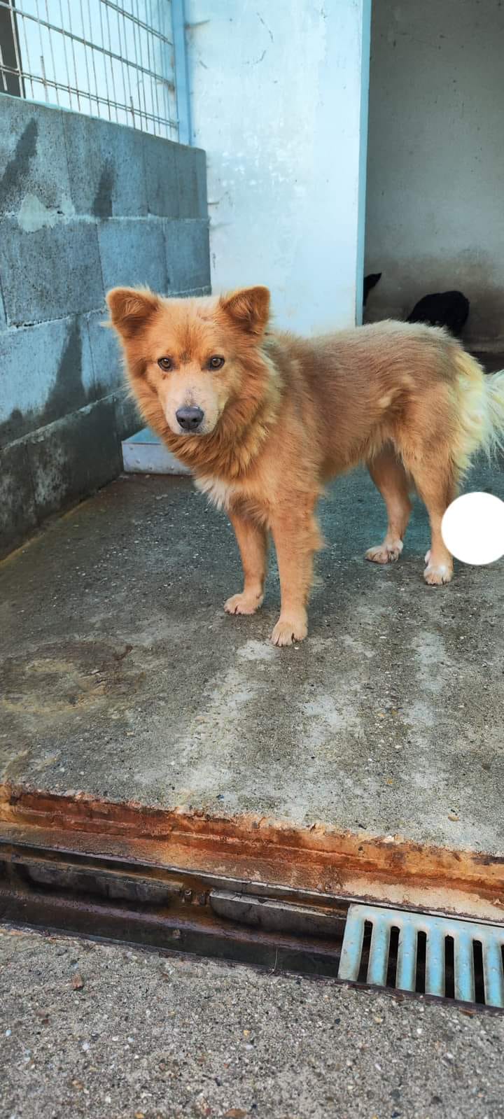 LOWIEKE *** G E A D O P T E E R D ***