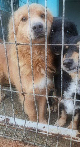 LOWIEKE *** G E A D O P T E E R D ***