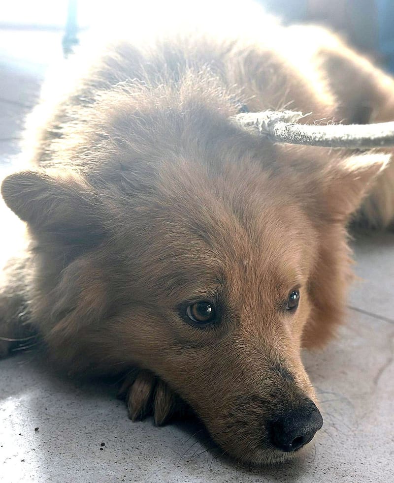 LOWIEKE *** G E A D O P T E E R D ***