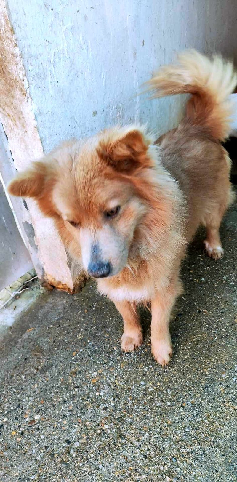 LOWIEKE *** G E A D O P T E E R D ***