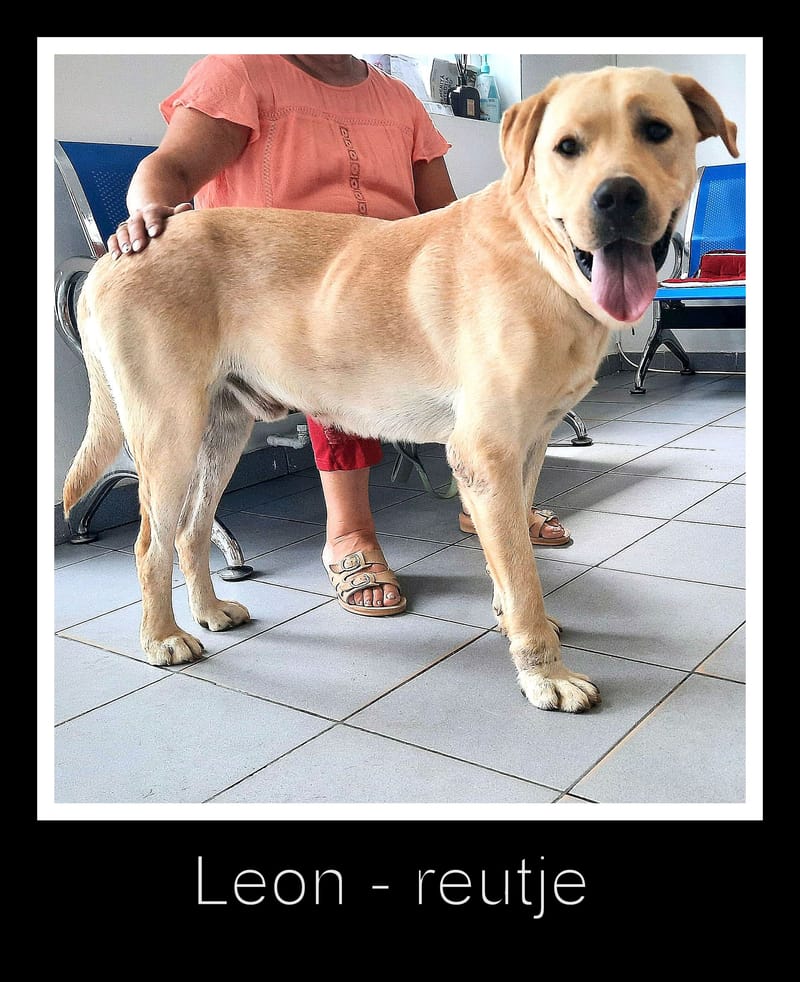 🐾✨ Ontmoet Leon – onze leeuw met een hart van goud -  Al 3 jaar in de shelter… hij verdient zijn gouden mandje nu! ✨🐾