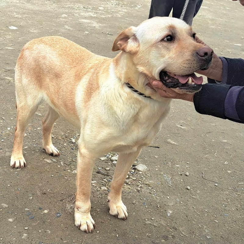 🐾✨ Ontmoet Leon – onze leeuw met een hart van goud -  Al 3 jaar in de shelter… hij verdient zijn gouden mandje nu! ✨🐾