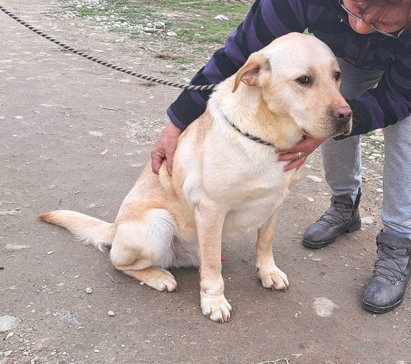 🐾✨ Ontmoet Leon – onze leeuw met een hart van goud -  Al 3 jaar in de shelter… hij verdient zijn gouden mandje nu! ✨🐾