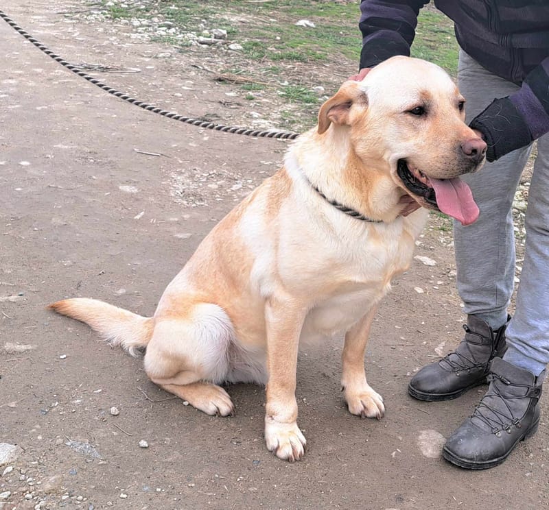🐾✨ Ontmoet Leon – onze leeuw met een hart van goud -  Al 3 jaar in de shelter… hij verdient zijn gouden mandje nu! ✨🐾