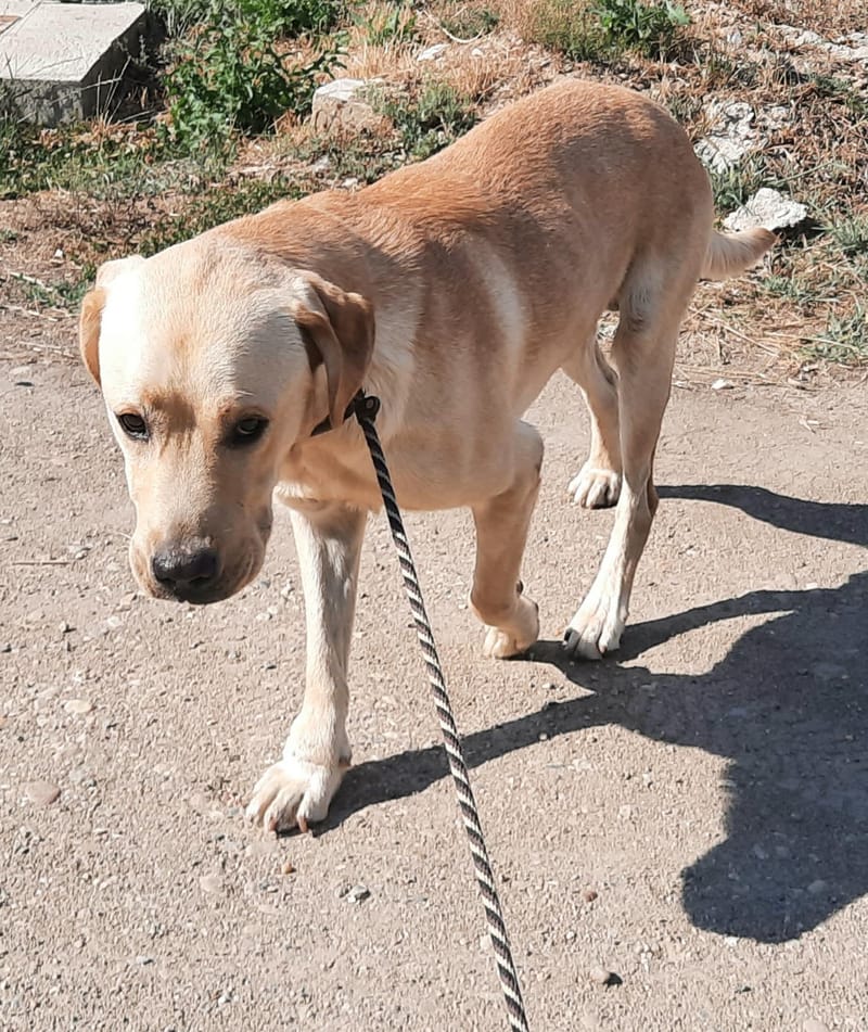 🐾✨ Ontmoet Leon – onze leeuw met een hart van goud -  Al 3 jaar in de shelter… hij verdient zijn gouden mandje nu! ✨🐾