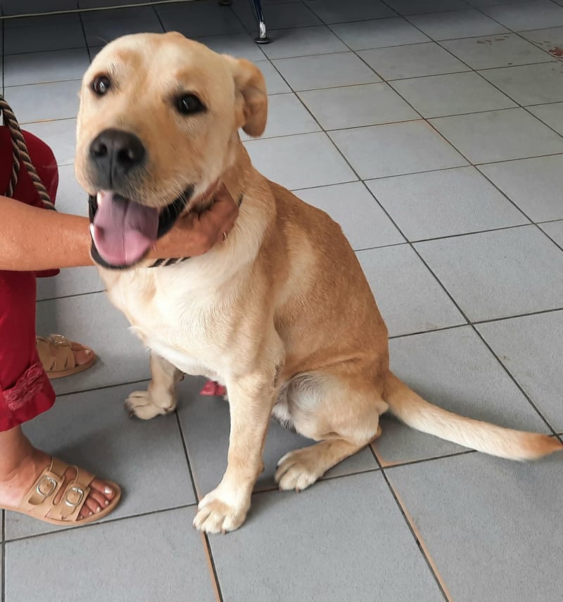 🐾✨ Ontmoet Leon – onze leeuw met een hart van goud -  Al 3 jaar in de shelter… hij verdient zijn gouden mandje nu! ✨🐾