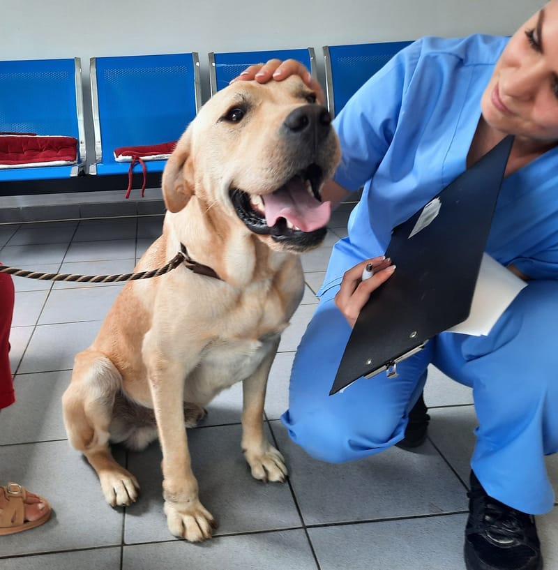 🐾✨ Ontmoet Leon – onze leeuw met een hart van goud -  Al 3 jaar in de shelter… hij verdient zijn gouden mandje nu! ✨🐾
