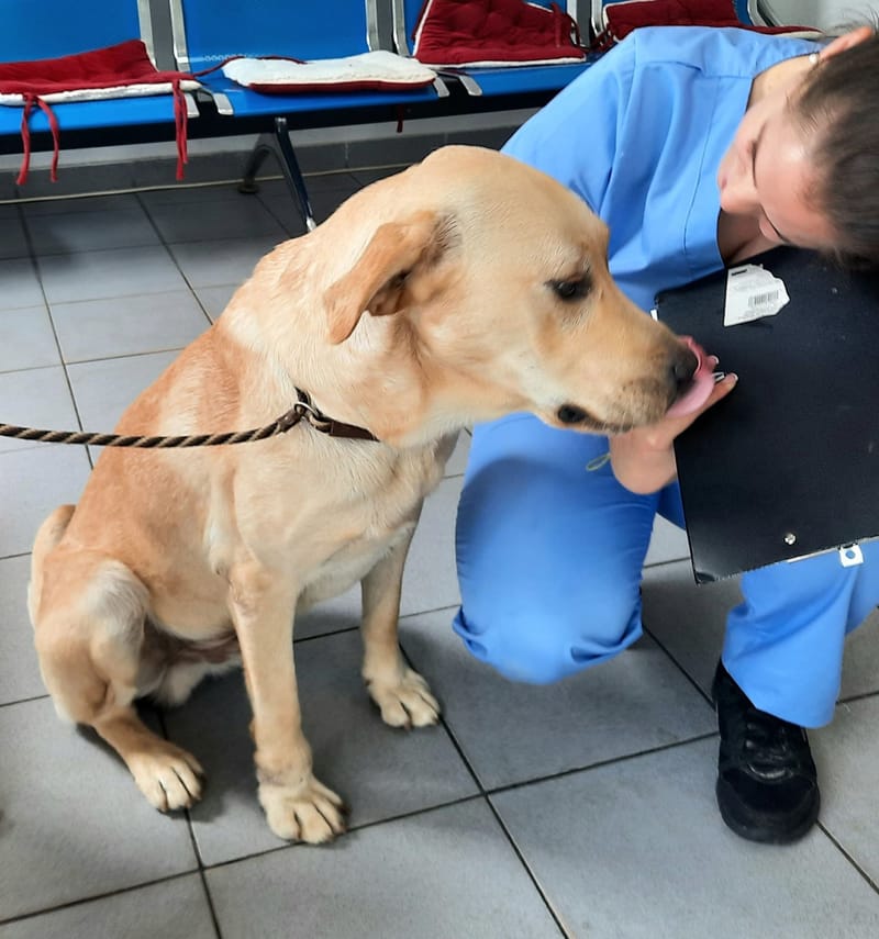 🐾✨ Ontmoet Leon – onze leeuw met een hart van goud -  Al 3 jaar in de shelter… hij verdient zijn gouden mandje nu! ✨🐾