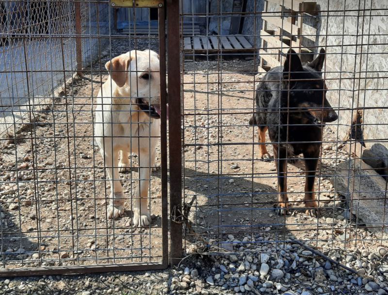 🐾✨ Ontmoet Leon – onze leeuw met een hart van goud -  Al 3 jaar in de shelter… hij verdient zijn gouden mandje nu! ✨🐾