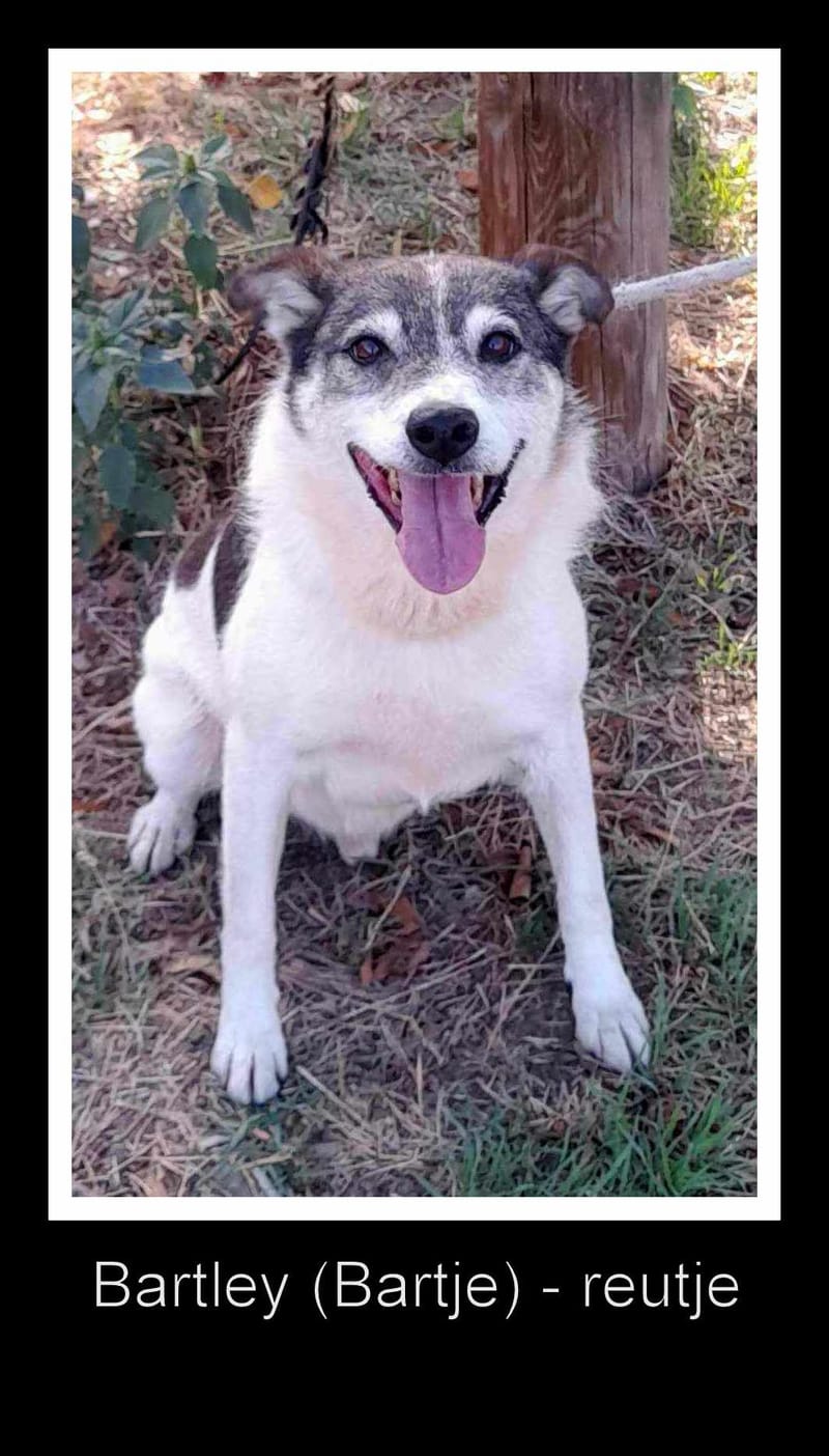 B A R T L E Y      (B A R T J E)   *** G E A D O P T E E R D  ***