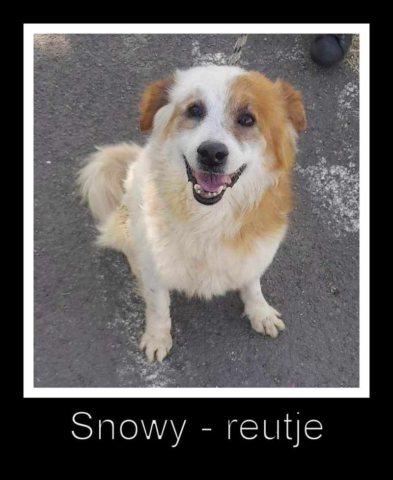 S N O W Y    *** G E A D O P T E E R D ***