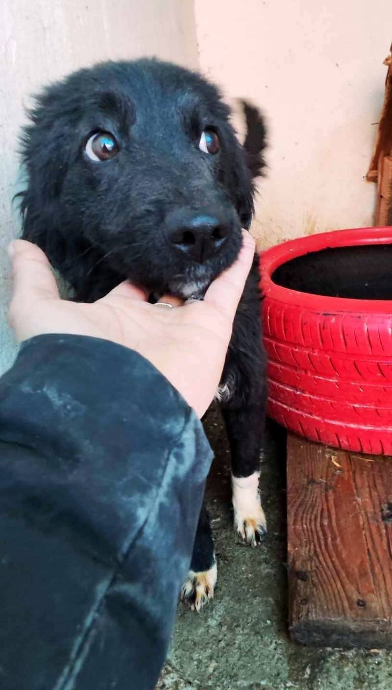 D A I S Y  *** GEADOPTEERD IN UK - DUO MET MONTY - MOGELIJK VOOR BELGIE  ***