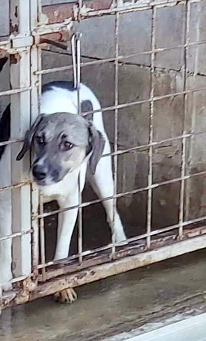 B R I A N N A   ***  GEADOPTEERD  ***