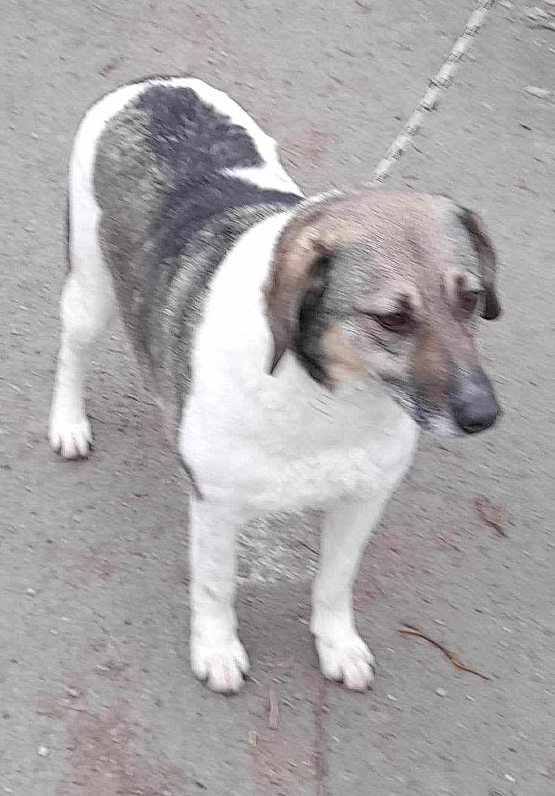 B R I A N N A   ***  GEADOPTEERD  ***