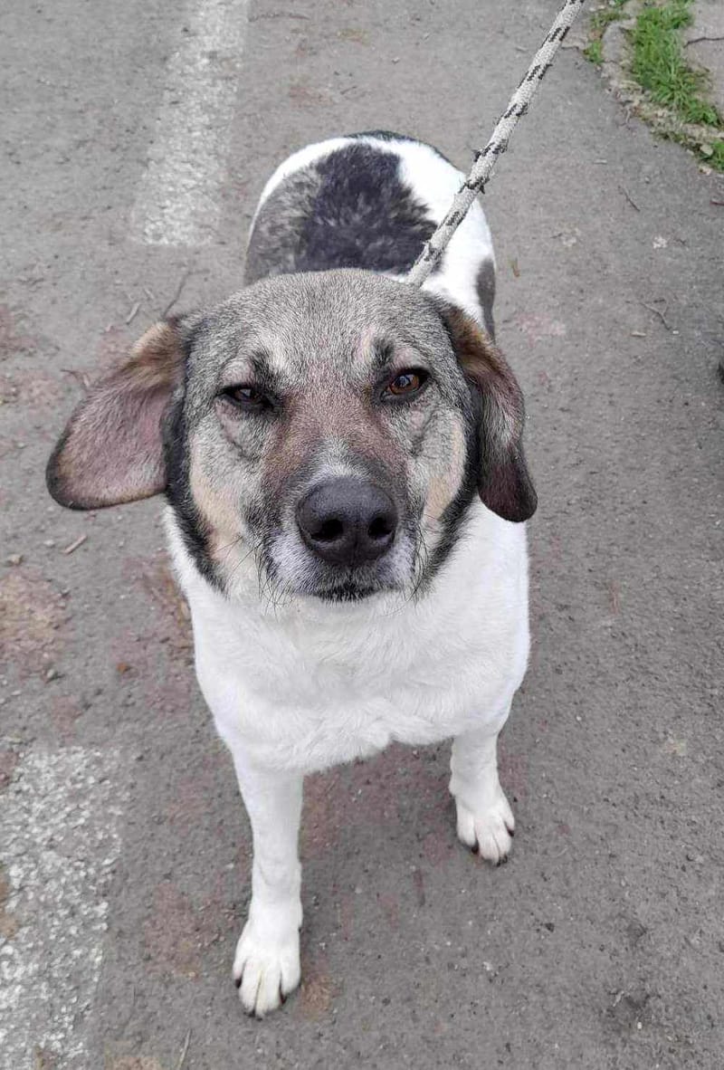 B R I A N N A   ***  GEADOPTEERD  ***