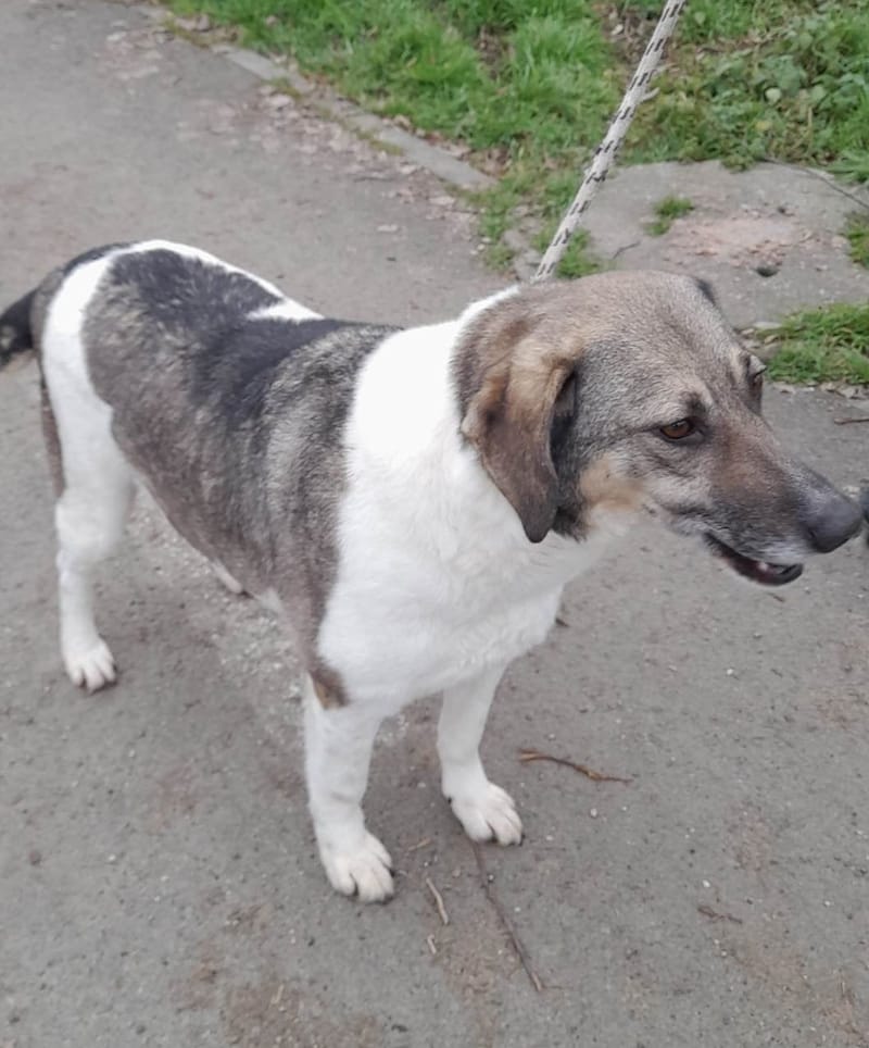 B R I A N N A   ***  GEADOPTEERD  ***