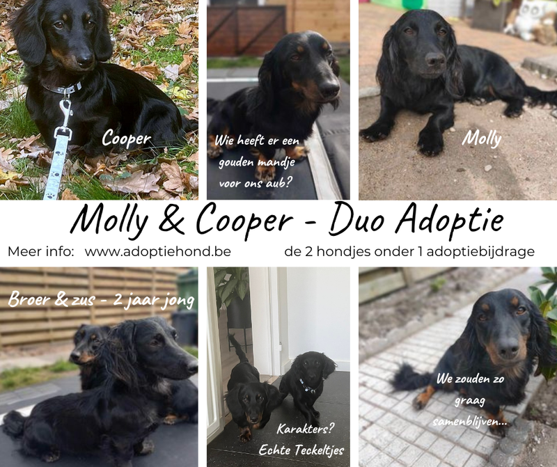 Molly & Cooper *** A L L E B E I   G E A D O P T E E R D ***